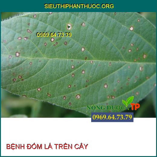 BỆNH ĐỐM LÁ TRÊN CÂY