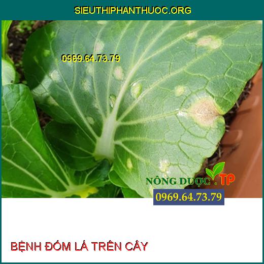 BỆNH ĐỐM LÁ TRÊN CÂY