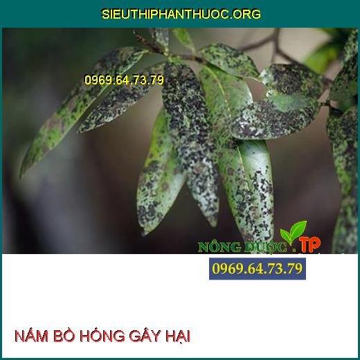 NẤM BỒ HÓNG GÂY HẠI