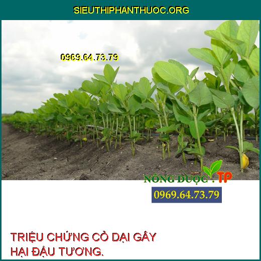 CỎ GÂY HẠI ĐẬU TƯƠNG