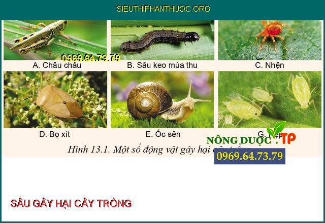 CÔN TRÙNG GÂY HẠI