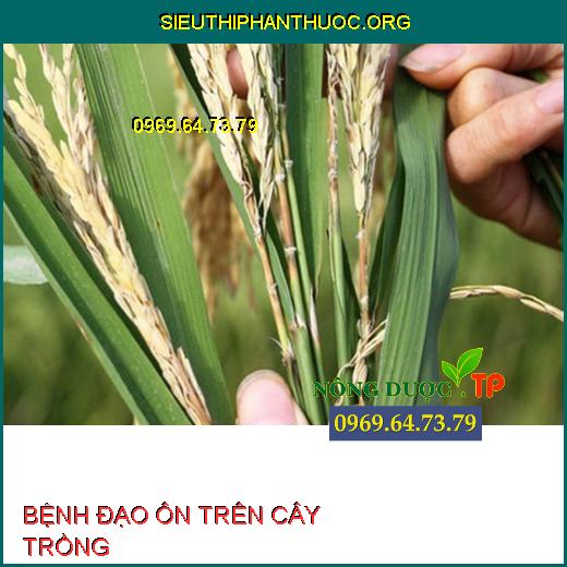 BỆNH ĐẠO ÔN TRÊN CÂY TRỒNG