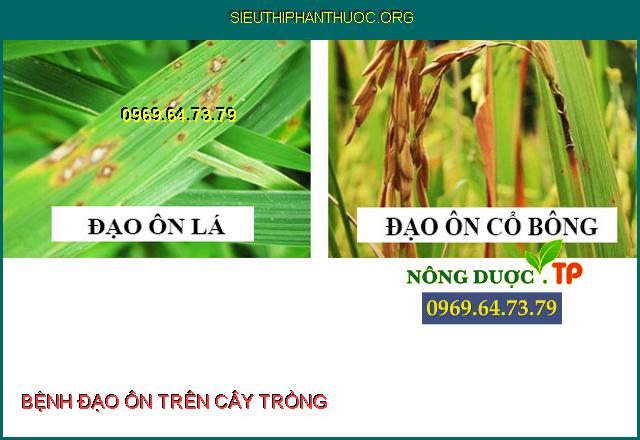 BỆNH ĐẠO ÔN TRÊN CÂY