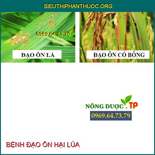 BỆNH ĐẠO ÔN