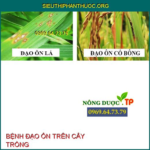 BỆNH ĐẠO ÔN TRÊN CÂY TRỒNG