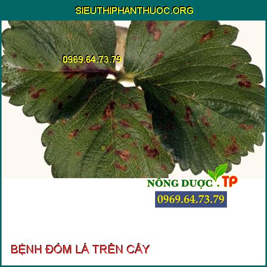 BỆNH ĐỐM LÁ TRÊN CÂY