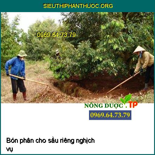 Bón phân cho sầu riêng nghịch vụ