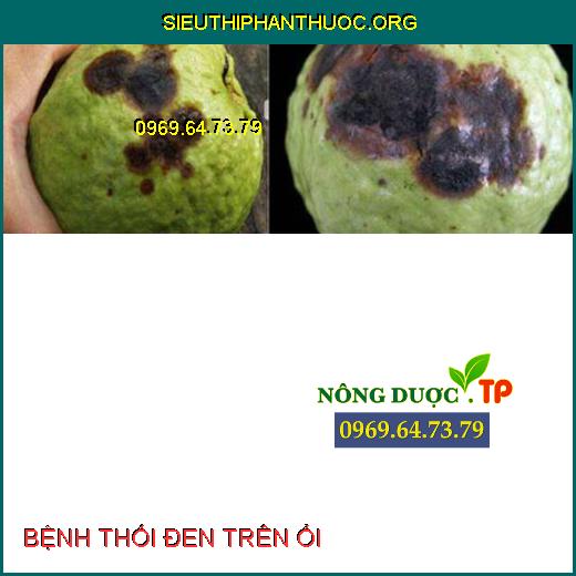 BỆNH THỐI ĐEN