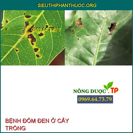 BỆNH ĐỐM ĐEN Ở CÂY TRỒNG