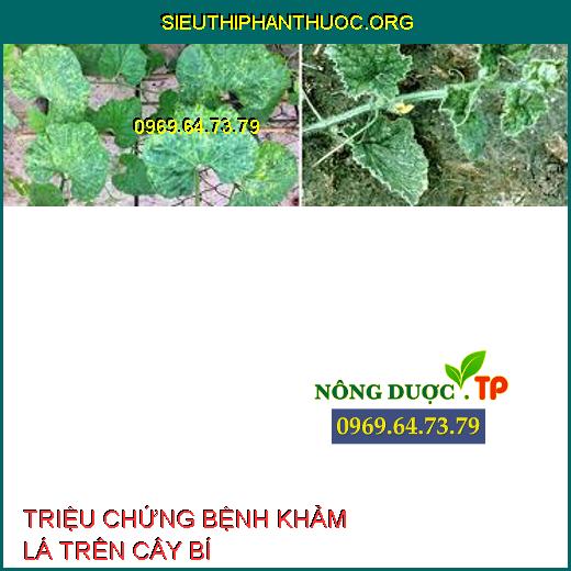 BỆNH KHẢM LÁ