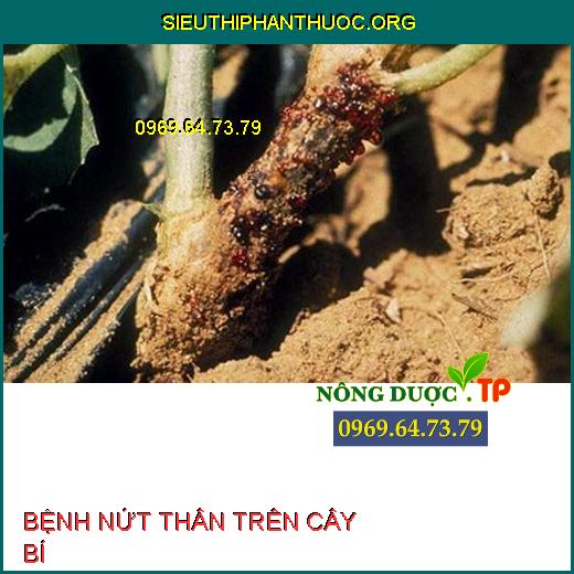 BỆNH NỨT THÂN