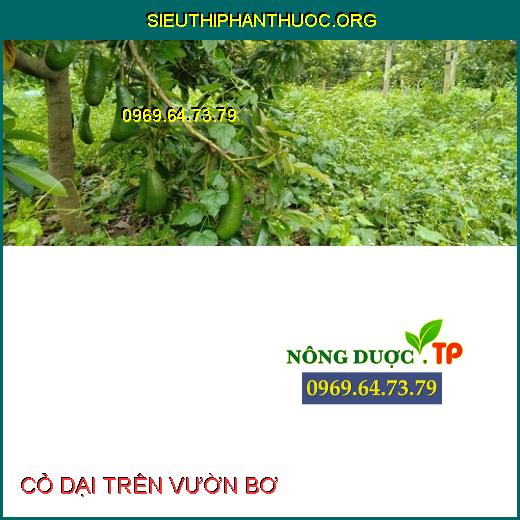 CỎ DẠI