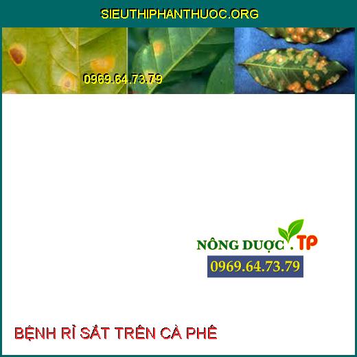 Triệu chứng bệnh rỉ sắt trên cây cà phê.