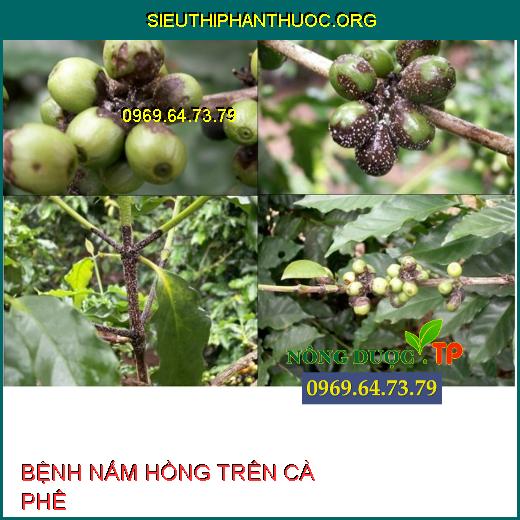 BỆNH NẤM HỒNG