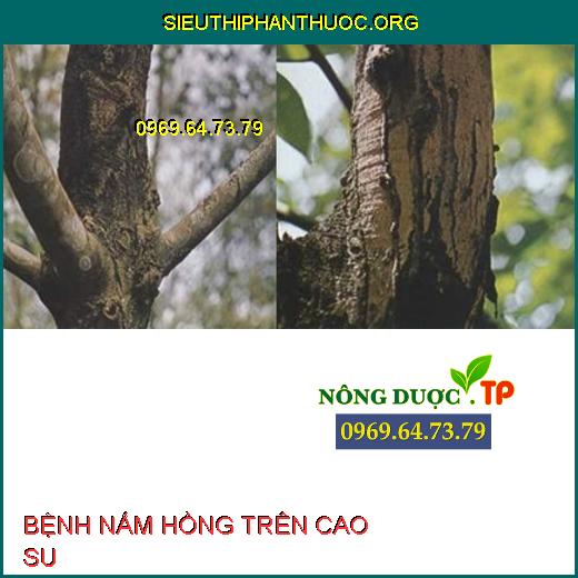 BỆNH NẤM HỒNG