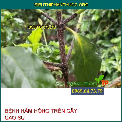 BỆNH NẤM HỒNG