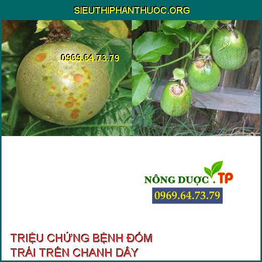 BỆNH ĐỐM TRÁI