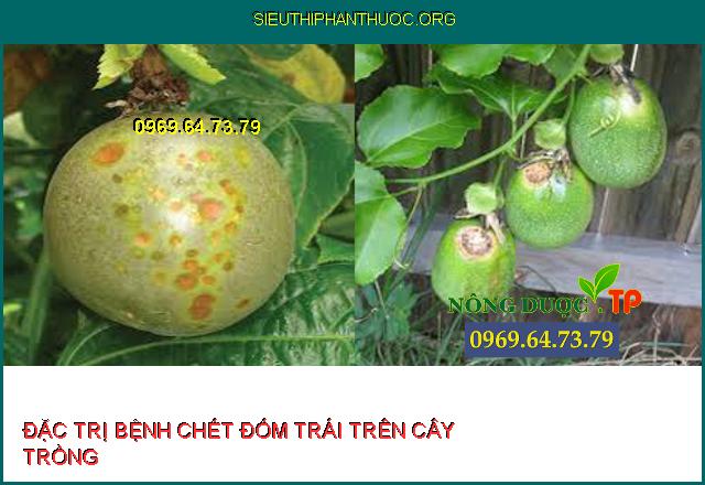 BỆNH ĐỐM TRÁI