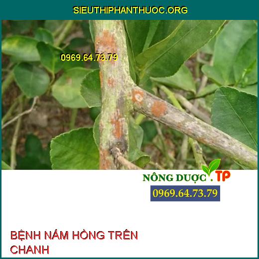 BỆNH NẤM HỒNG