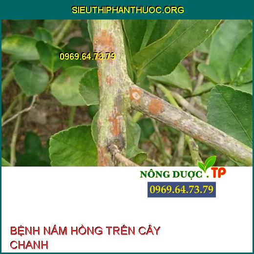 BỆNH NẤM HỒNG