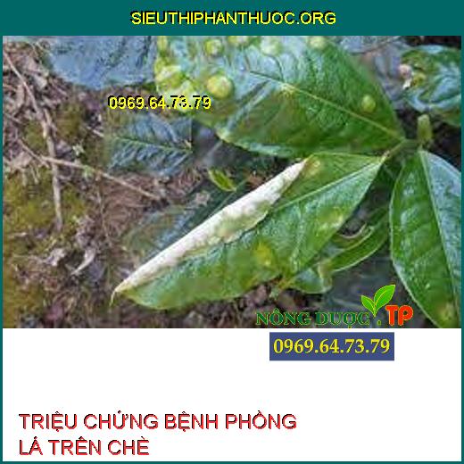 BỆNH PHỒNG LÁ