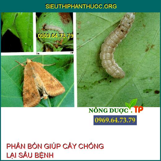 CHỐNG LẠI SÂU BỆNH