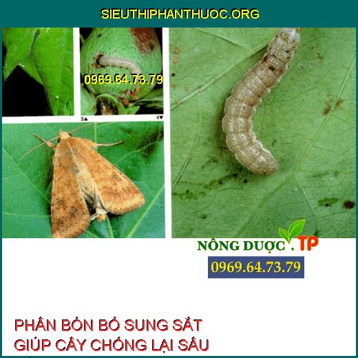 CHỐNG LẠI SÂU BỆNH