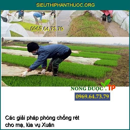 Các giải pháp phòng chống rét cho mạ, lúa vụ Xuân 