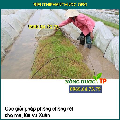 Các giải pháp phòng chống rét cho mạ, lúa vụ Xuân