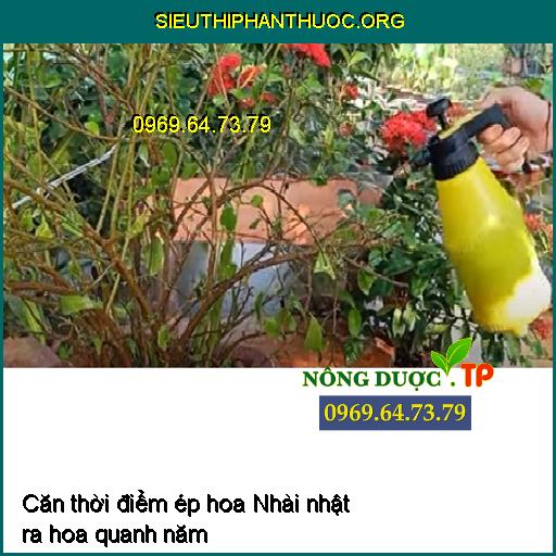 Căn thời điểm ép hoa Nhài nhật ra hoa quanh năm