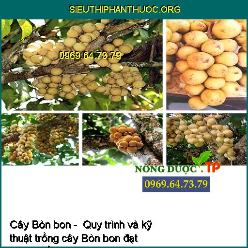 Cây Bòn bon - Quy trình và kỹ thuật trồng cây Bòn bon đạt năng suất cao