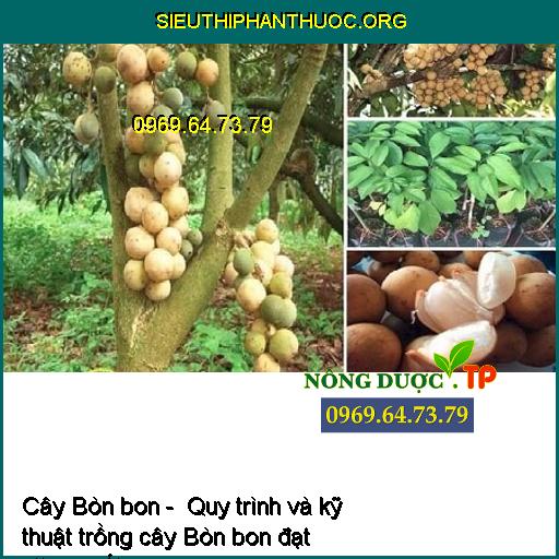 Cây Bòn bon - Quy trình và kỹ thuật trồng cây Bòn bon đạt năng suất cao