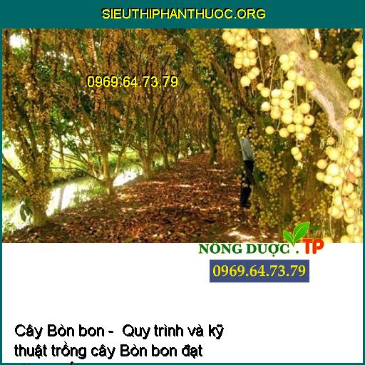 Cây Bòn bon - Quy trình và kỹ thuật trồng cây Bòn bon đạt năng suất cao