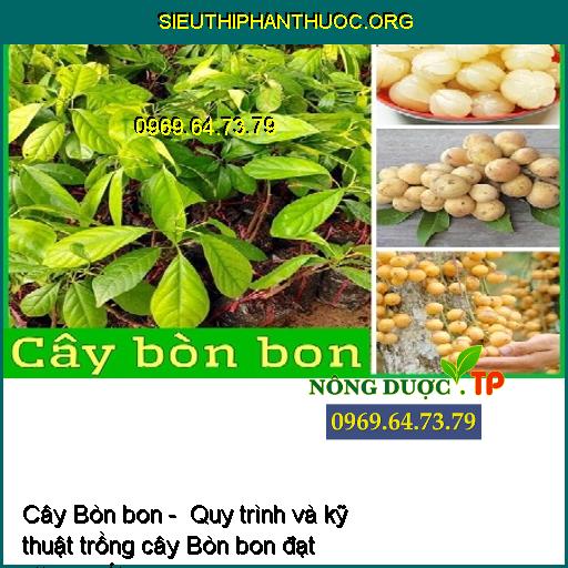 Cây Bòn bon - Quy trình và kỹ thuật trồng cây Bòn bon đạt năng suất cao