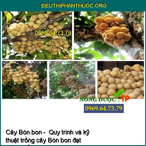 Cây Bòn bon - Quy trình và kỹ thuật trồng cây Bòn bon đạt năng suất cao