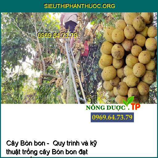 Cây Bòn bon - Quy trình và kỹ thuật trồng cây Bòn bon đạt năng suất cao