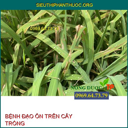 BỆNH ĐẠO ÔN TRÊN CÂY TRỒNG