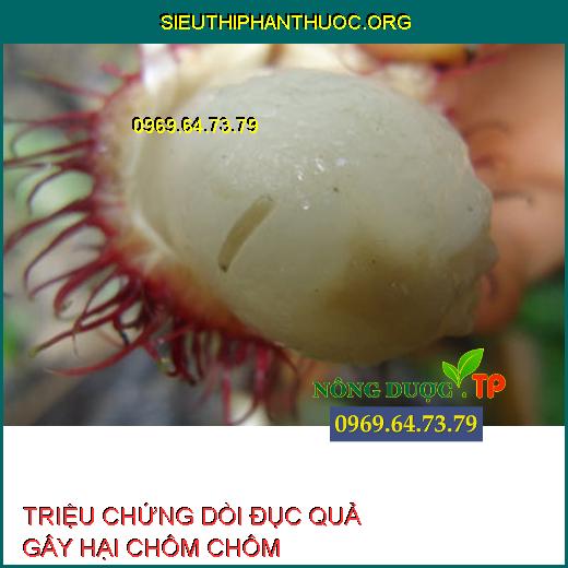 DÒI ĐỤC QUẢ