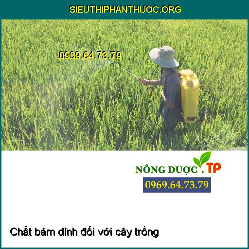 Chất bám dính đối với cây trồng, chúng ta có nên sử dụng chất bám dính trong nông nghiệp?