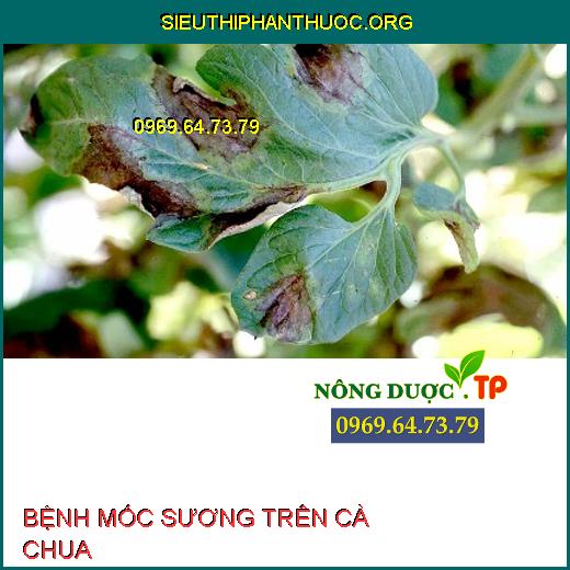 BỆNH MỐC SƯƠNG