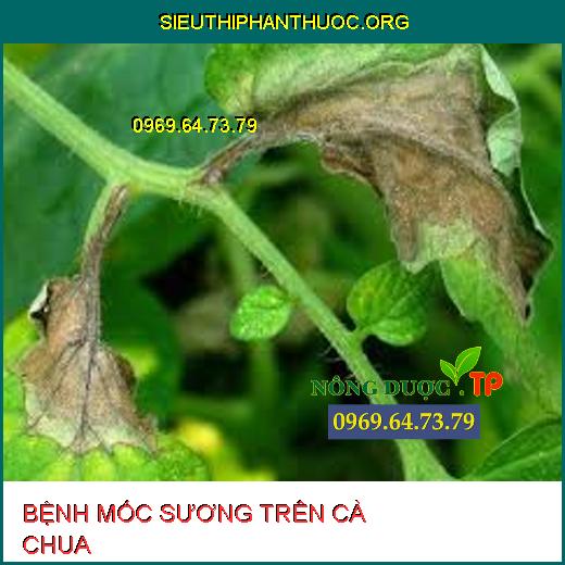 BỆNH MỐC SƯƠNG