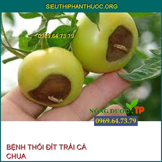 BỆNH THỐI ĐÍT TRÁI