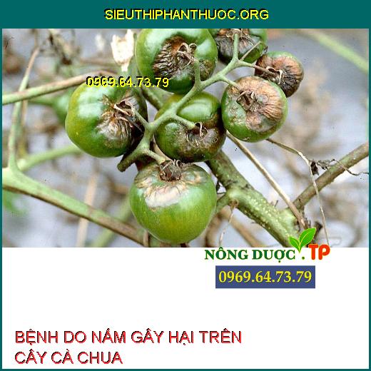 BỆNH DO NẤM GÂY HẠI