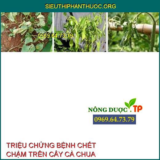 BỆNH CHẾT CHẬM