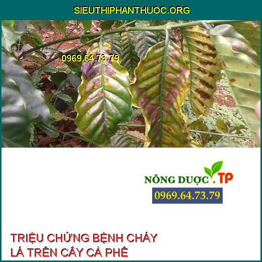 BỆNH CHÁY LÁ