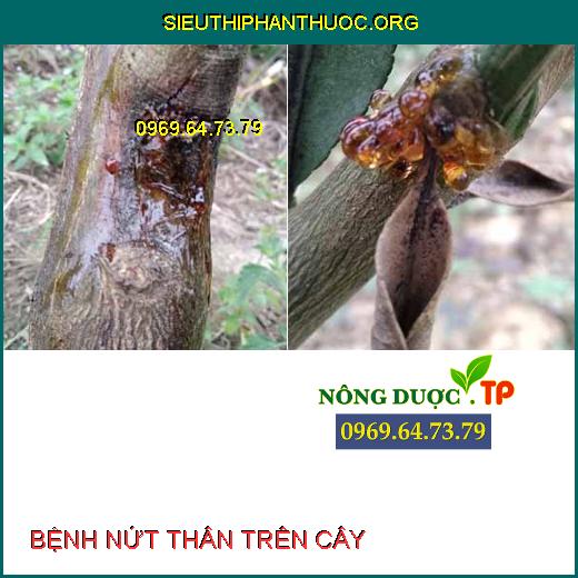 Triệu chứng bệnh nứt thân trên cây .