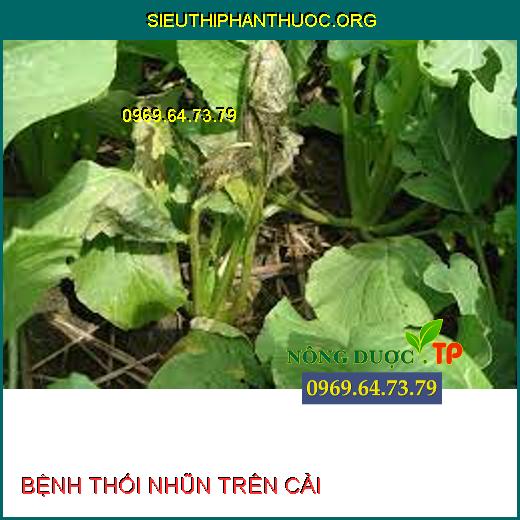 BỆNH THỐI NHŨN