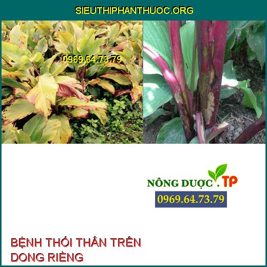 BỆNH THỐI THÂN