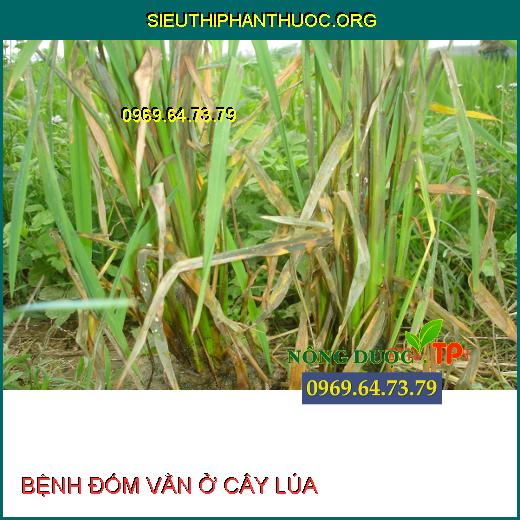 BỆNH ĐỐM VẰN