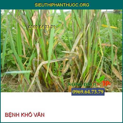 BỆNH KHÔ VẰN